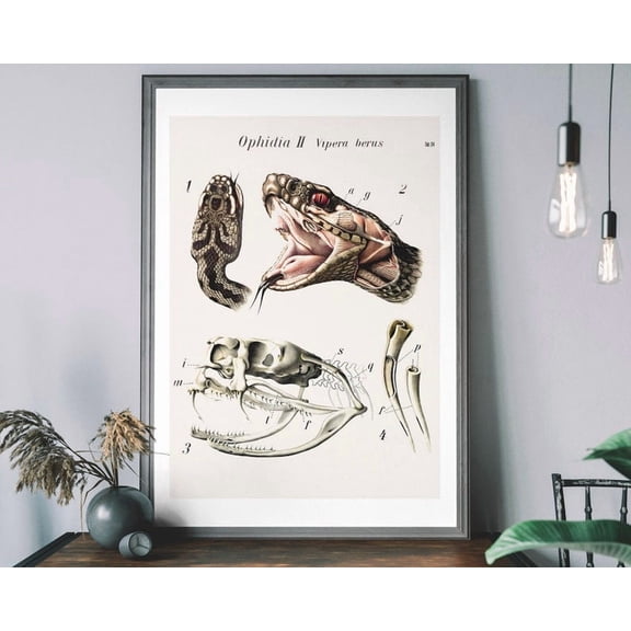 Ophidia II Vipera Berus Vintage Snake Anatomy Biological Science Art Poster 8x12 UNFRAMED
