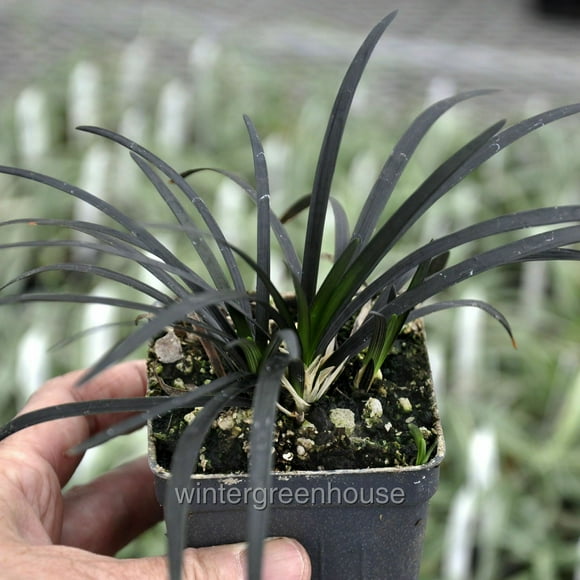 Ophiopogon Nigrescens, Black Mondo Grass - Pot Size: 3" (2.6x3.5") - Colorful Foliage, Ground Cover Plants