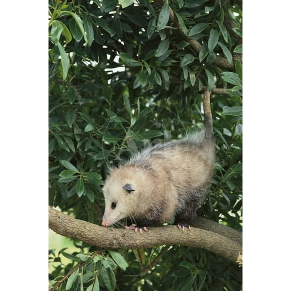 Opossum in Tree, Animals Unframed Photographic Print Wall Art by DLILLC Sold by ArtCom