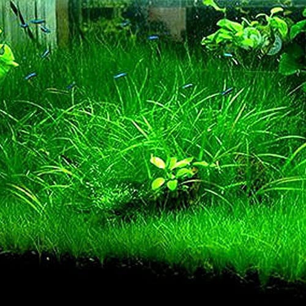 OptiCase Aquarium Grass Plant Seeds, Fresh Oxygenating Weed