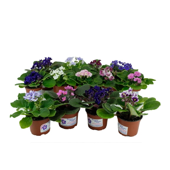 Optiflora Assorted Optimara African Violet Live Plants in 4" Pot