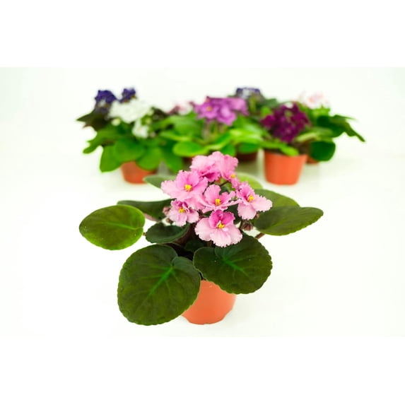 Optimara African Violet (1 Plant) Live Indoor Flowering Houseplant, 4 Inch Grower's Choice, Assorted Varieties and Colors