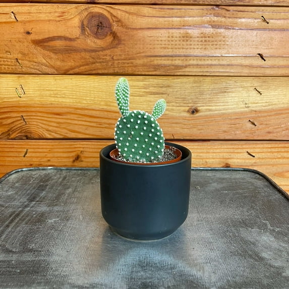 Opuntia Microdasys Albispina, 2" Plant, The Plant Farm