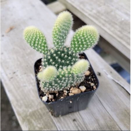 Opuntia Microdasys 'Golden Bunny Ears' Cactus Live Plant 2 Inch for Indoor Outdoor Home Office Garden Decor