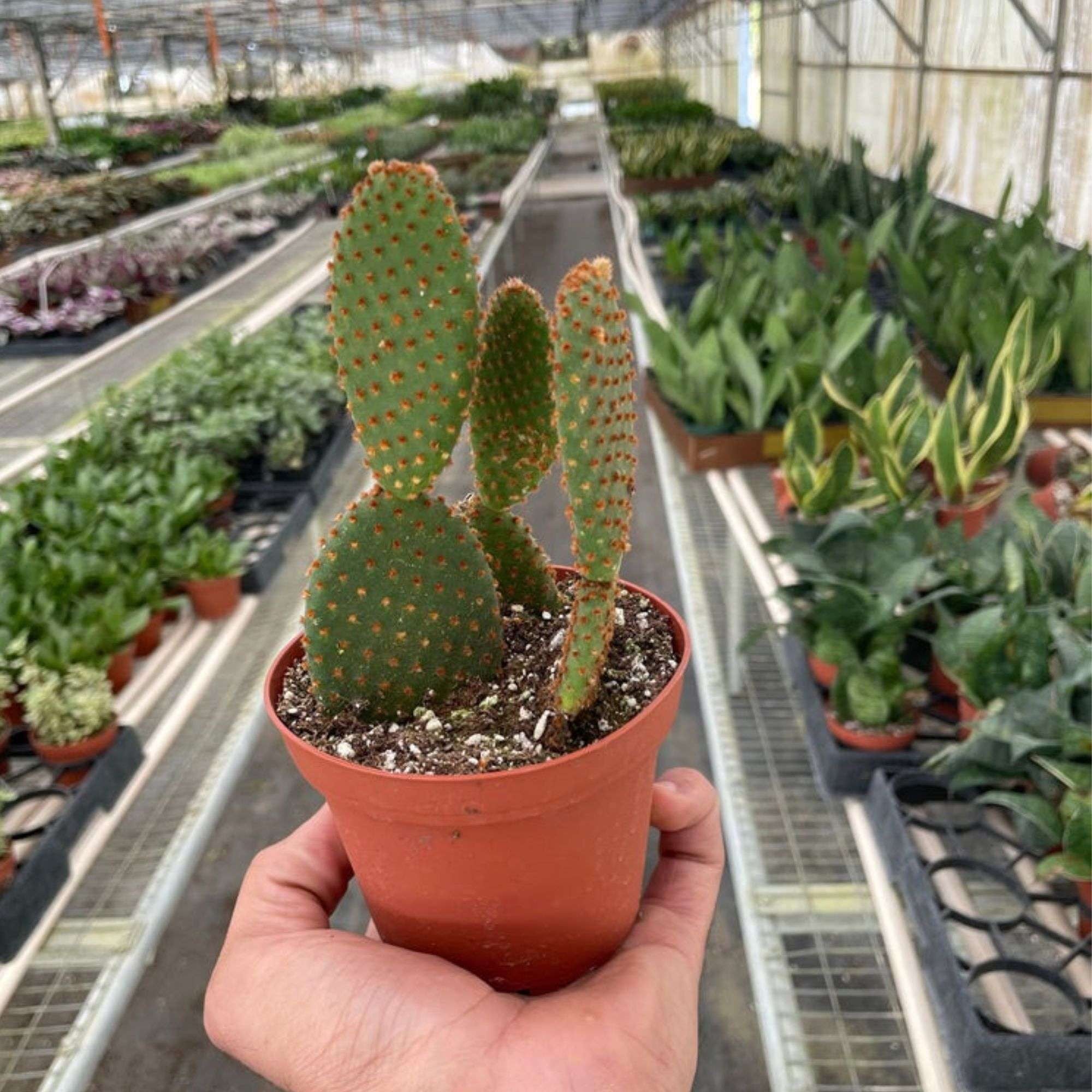 Opuntia Microdasys Live Plant for Indoor | Different Houseplants in 4'' & 6'' Pot | Real House Plant for Living Room, Office, Desk & Bathroom | [COMMON PLANT NAMES]