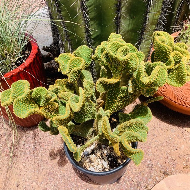 Opuntia Microdasys Monstrosus Golden Swirl Cactus Plant Pad Cutting