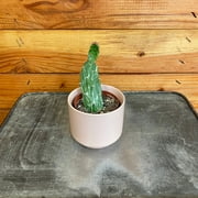 Opuntia Monacantha Variegata, 2" Plant