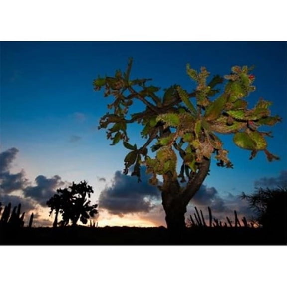 Opuntia Moniliformis Succulent Dry Forest Puerto Rico Poster Print by Maresa Pryor - 25 x 18 in.