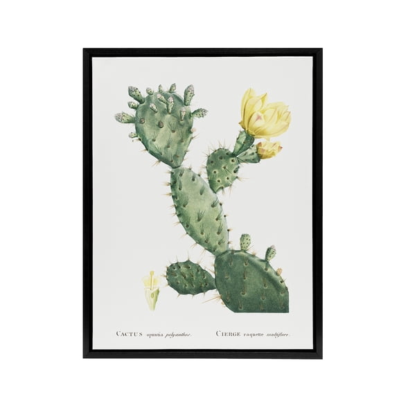 Opuntia Polyanthos Cactus Redoute Vintage Black Framed Canvas Wall Art 18X24"