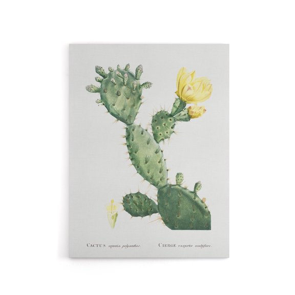 Opuntia Polyanthos Cactus Redoute Vintage Canvas Wall Art 18X24"