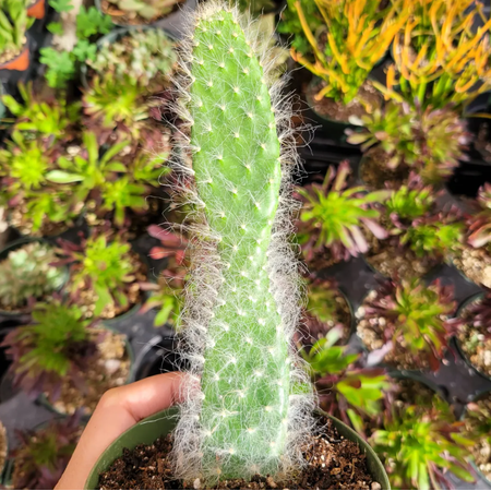 Opuntia (Prickly Pear) Snow "Blue Jacket" Cactus Live Plant 2 Inch for Indoor Outdoor Home Office Garden Decor