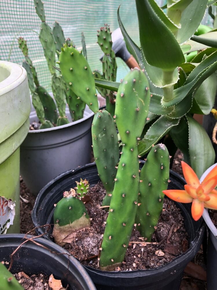 Opuntia QUIMILO Prickly Pear Cactus Cuttings (Rooted or Fresh Cut) FREE