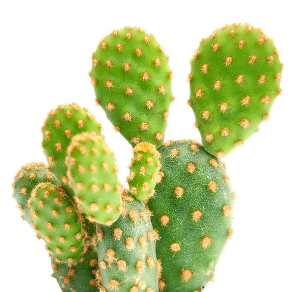 Opuntia Rufida Minima Cinnamon Cactus - 2 inch