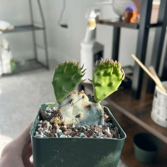 Opuntia Santa Rita Prickly Pear Purple Cactus Live Cactus in 4" pot