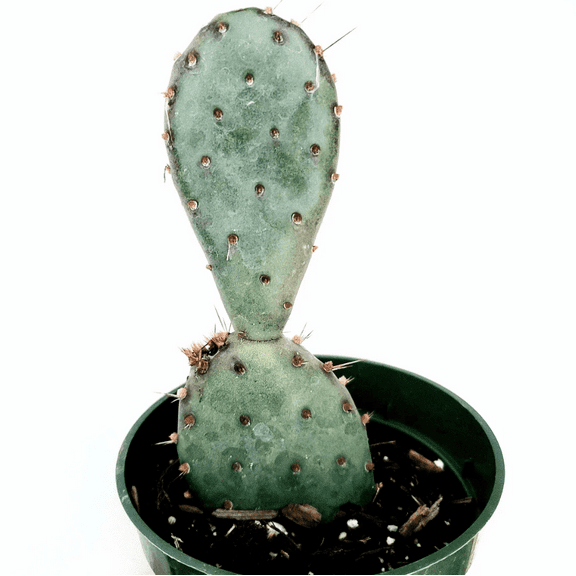 Opuntia Santarita Santa Rita Purple Prickly Pear Cactus Succulent Live Plant 2 Inch for Indoor Outdoor Home Office Garden Decor