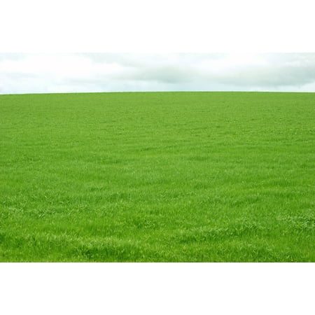 OrOlam Creeping Red Fescue Grass Seeds, 5 lb - Quick Germination Festuca Rubra