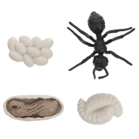 Oraceous Realistic Worker Ant Models Set - Plastic Evolution Figures Educational Cognitive Toys for Kids Learning and Play