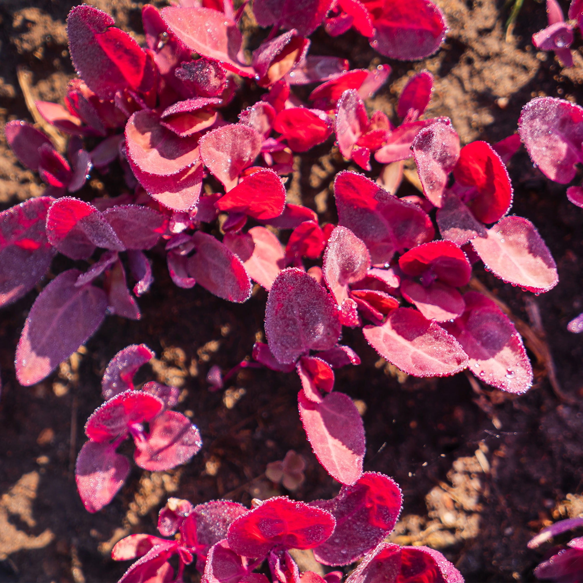Orach Seeds (French Spinach) - Red Fire - 1 Lb ~128,000 Seeds - Atriplex hortensis - Farm & Garden Vegetable Seeds - Non-GMO, Heirloom, Open Pollinated, Annual