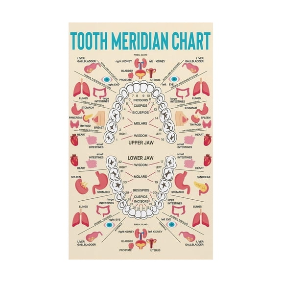 Oral Health Guide Meridian Chart Educational Tool for Acupuncture Dental Reference Study Room Decor