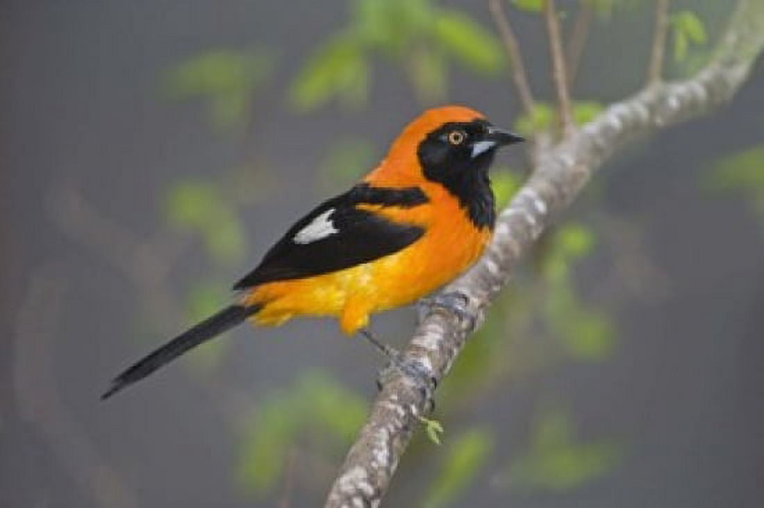 Orange-Backed troupial perching on a branch Three Brothers River Meeting of the Waters State Park Pantanal Wetlands Brazil Canvas Art - Panoramic Images (16 x 11)