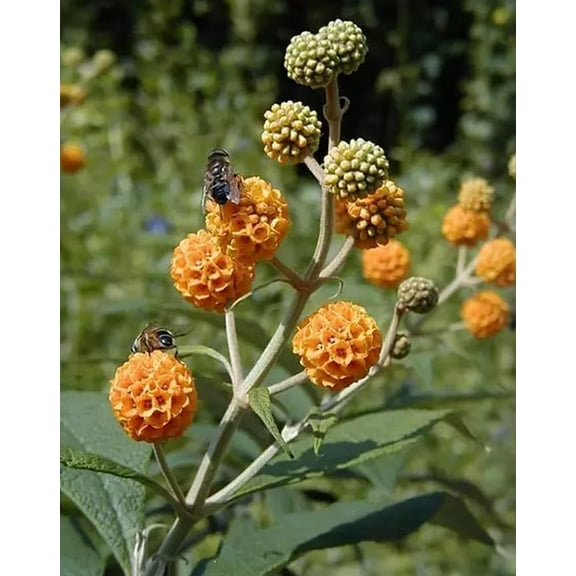 Orange Ball Tree Seeds for Planting - 30 Seeds