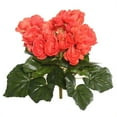 thumbnail image 1 of Orange Begonia Floral Bush - 9.5 in., 1 of 1