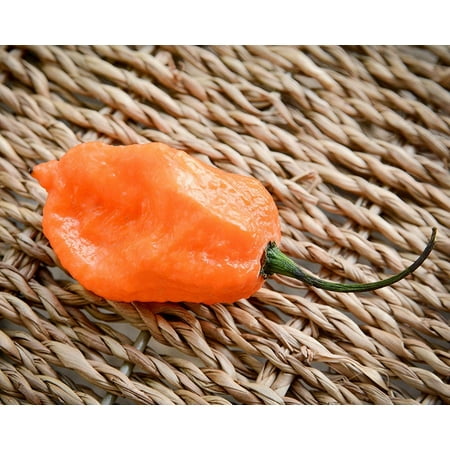 Orange Bhut (Ghost) Copenhagen BOC Pepper Premium Seeds Packet