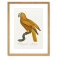thumbnail image 1 of Orange Bird Vintage Illustration Art Print Framed Poster Wall Decor 9x7 inch, 1 of 5