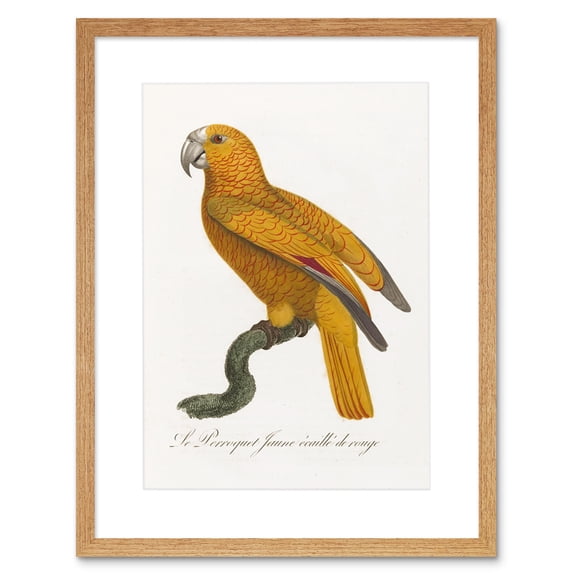 Orange Bird Vintage Illustration Art Print Framed Poster Wall Decor 9x7 inch