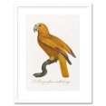thumbnail image 1 of Orange Bird Vintage Illustration Art Print Framed Poster Wall Decor 9x7 inch, 1 of 5