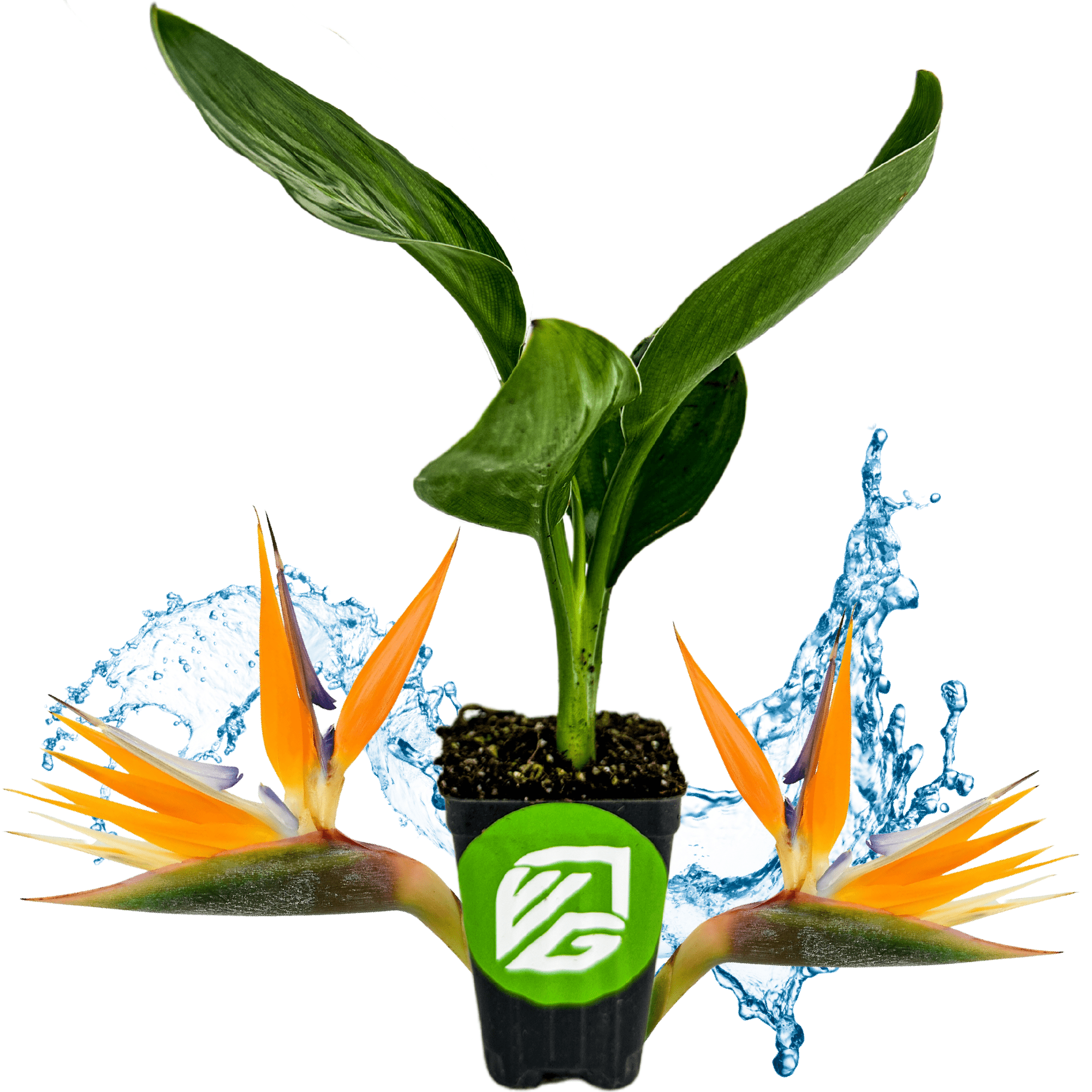 Orange Bird of Paradise Live Plant Strelitzia reginae Wellspring