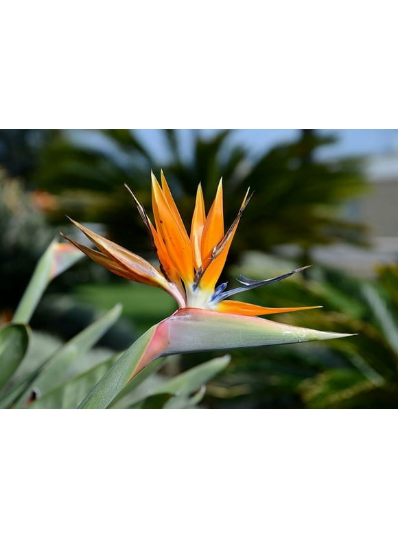 Orange Bird of Paradise - Live Plant in a 3 Gallon Pot - Strelitzia Reginae - Rare and Stunning Tropical Evergreen Plant