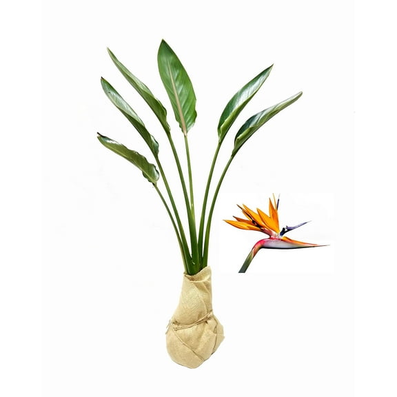 Orange Bird of Paradise - Strelitzia Reginae - 1 Large Live Plant - Tropical Perennial Blooming Specimen