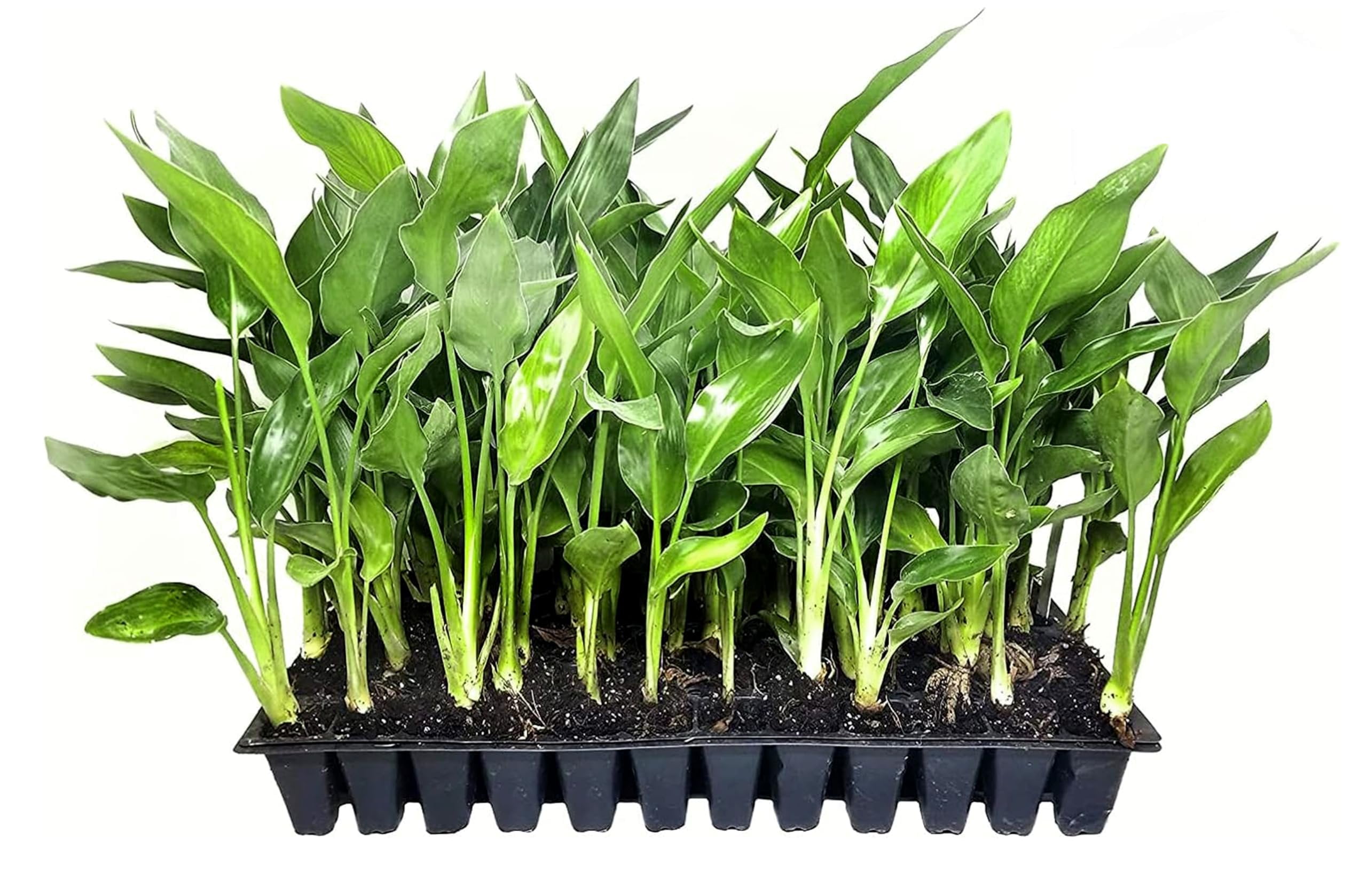 Orange Bird of Paradise  Strelitzia Reginae  3 Live Plants  Tropical Perennial Blooming Specimen