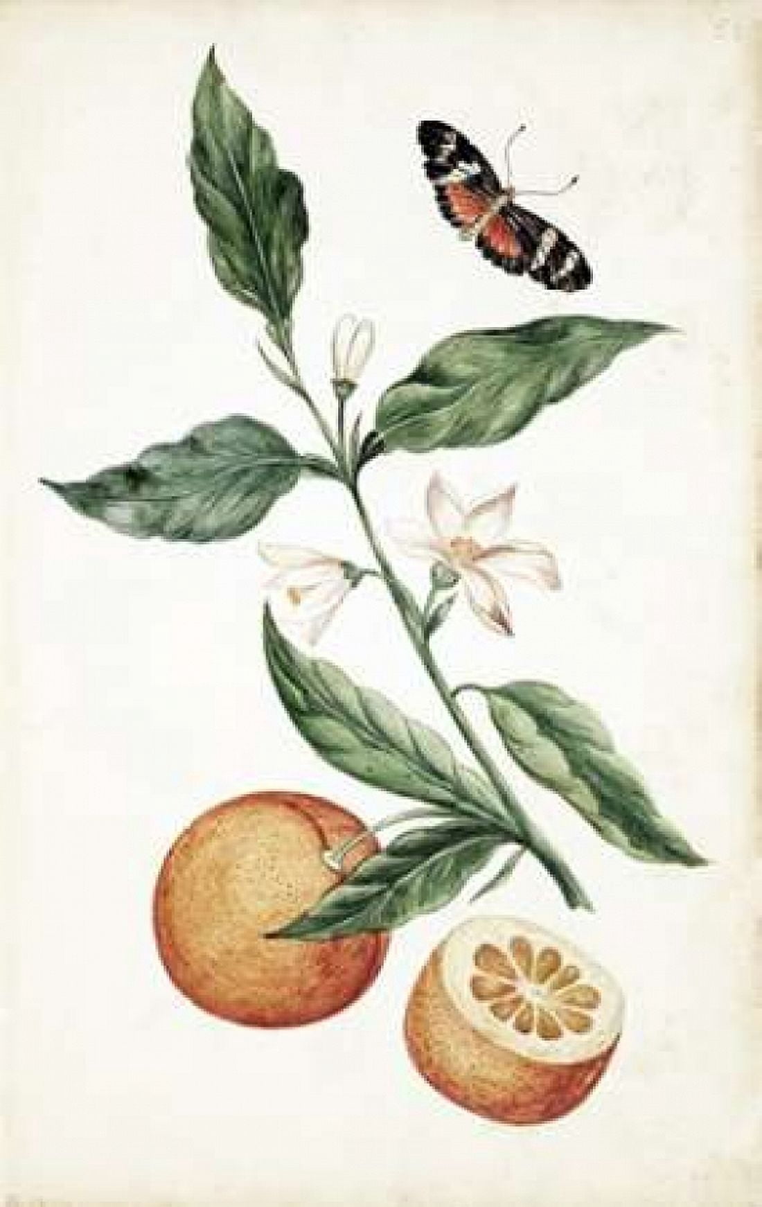 Orange Blossom Canvas Art - Cornelis Markee (12 x 18)