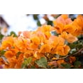 thumbnail image 1 of Orange Bougainvillea - Everblooming - Grow Indoors/Outdoors/Patio - 4" Pot, 1 of 2
