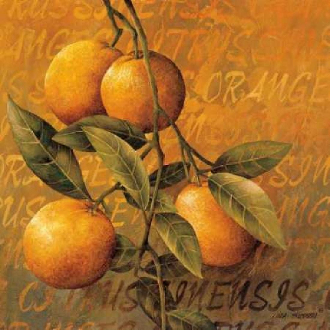 Orange Branch Canvas Art - Linda Thompson (24 x 24)