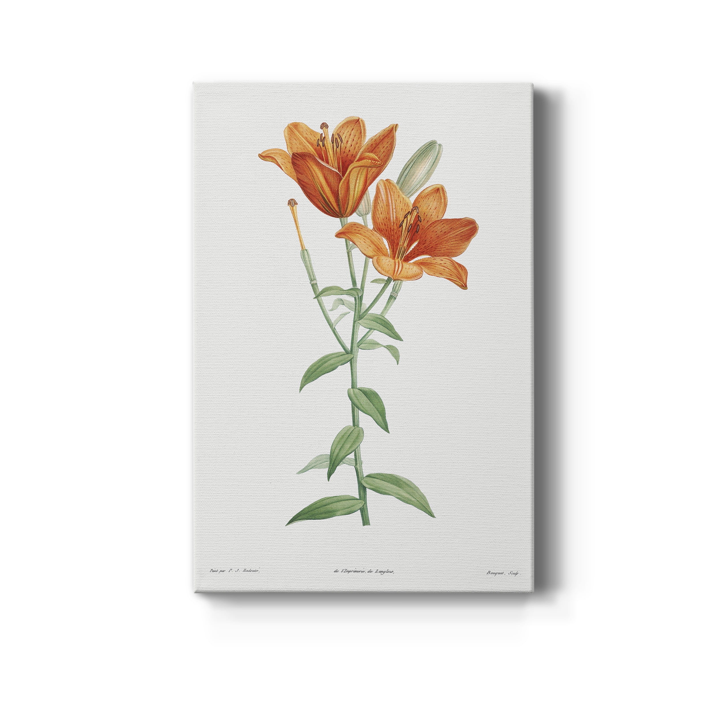 Orange Bulbous Lily Premium Gallery Wrapped Canvas - Ready to Hang - 12 x 18