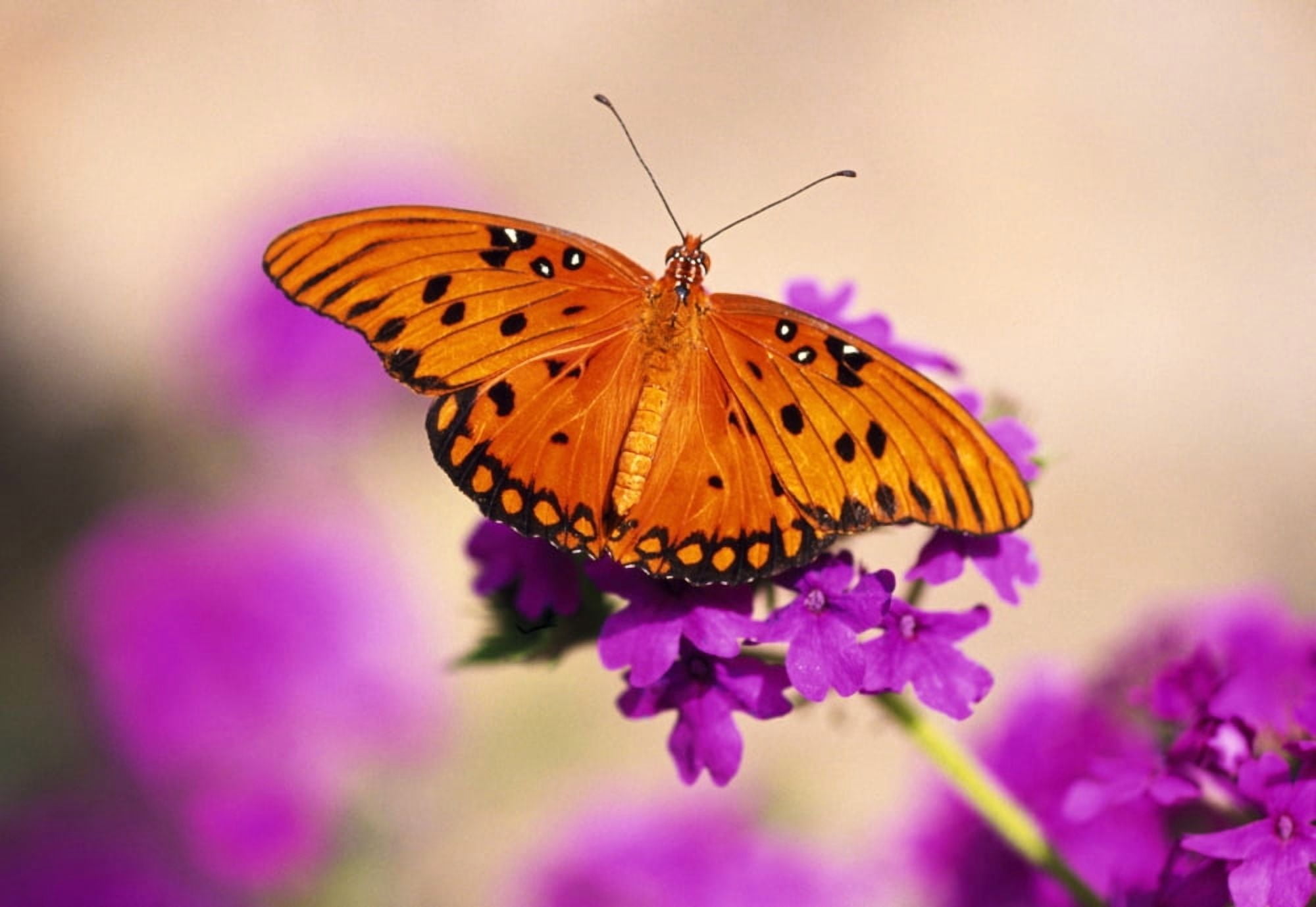 Orange Butterfly Canvas Art - Natural Selection Craig Tuttle  Design Pics (18 x 12)