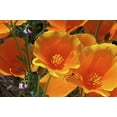 thumbnail image 1 of Orange California Poppy Seeds, 1 Oz, 20,000 Seeds by Seeds2Go, 1 of 2