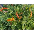 thumbnail image 1 of Orange Candlelight Mutant Rare Wire Leaf Hot Pepper (5 Seeds Packet), 1 of 4