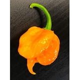 Orange Carolina Reaper HP22B Pepper Premium Seeds Packet - Record ...