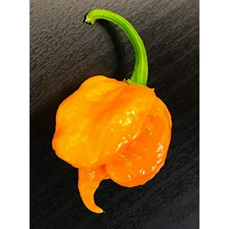 Orange Carolina Reaper HP22B Pepper Premium Seeds Packet - Record Hottest in The World