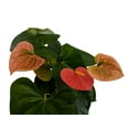 thumbnail image 1 of Orange Champion Anthurium Plant - 4" Pot-Great Gift, 1 of 3