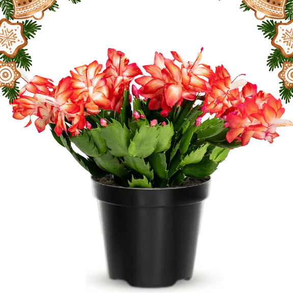 Orange Christmas Cactus Live Flower Plant, Thanksgiving Cactus for Indoor Outdoor Spaces, 3 Inches Pot