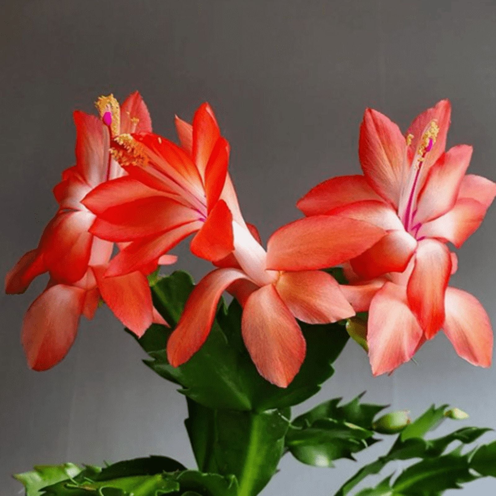 Orange Christmas Cactus