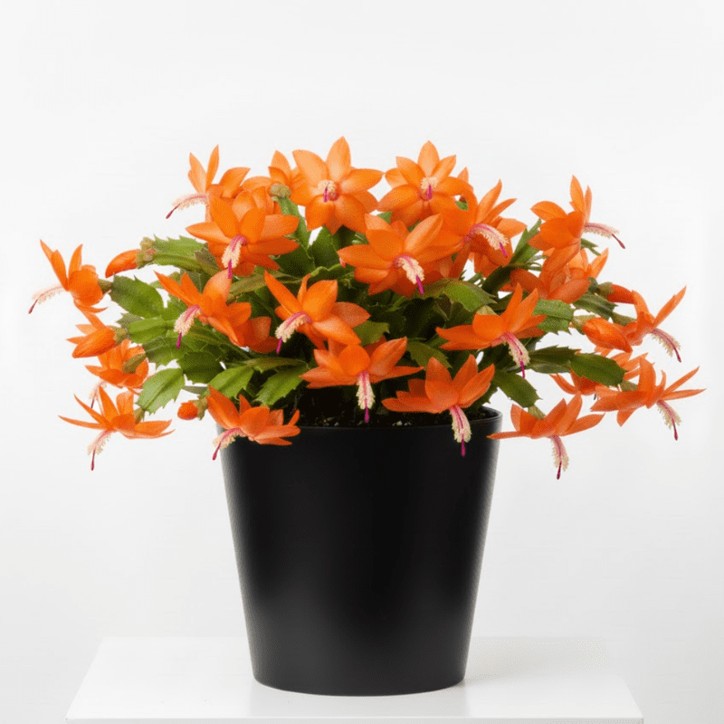 Orange Christmas Cactus