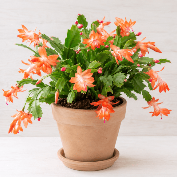 Orange Christmas Cactus Live Plants in 3 Inch Pot, Schlumbergera Holiday Houseplants for Indoor, 2 Plants Small Per Pot