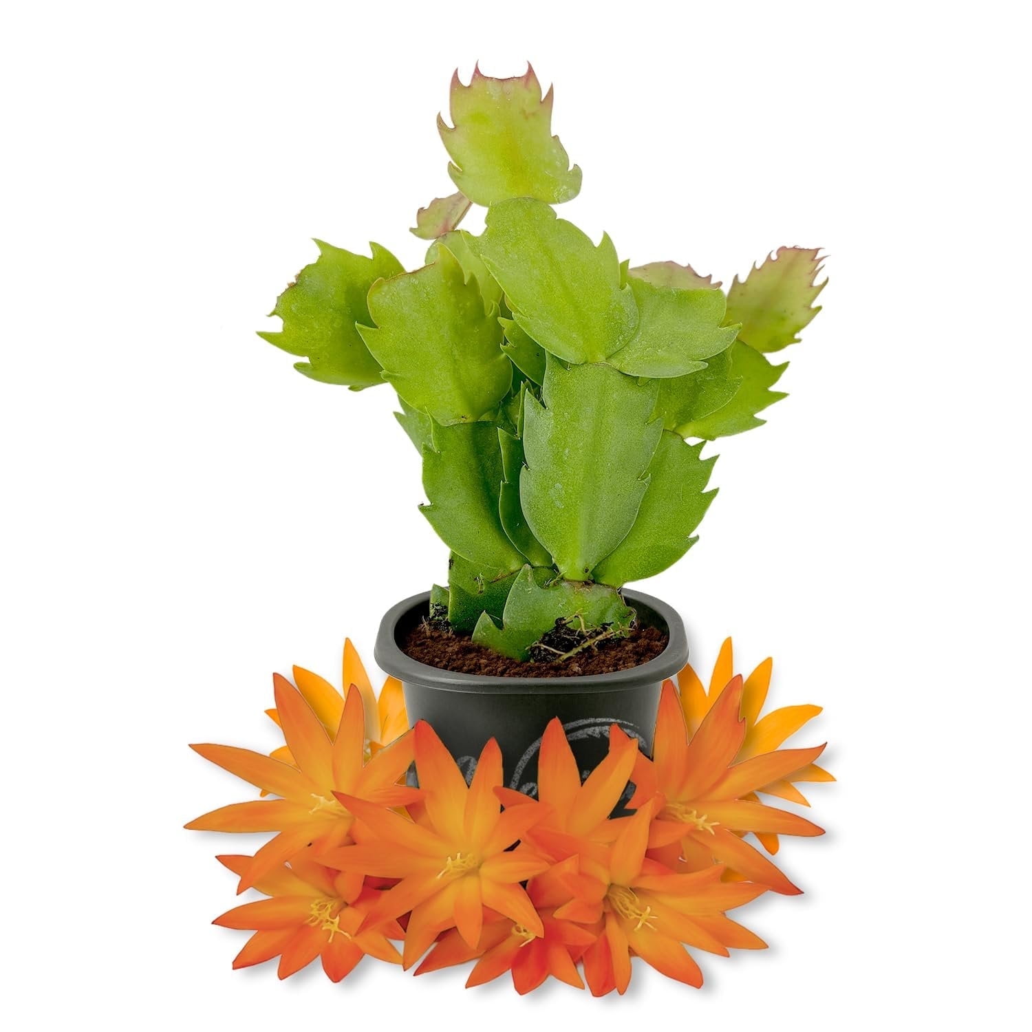 Orange Christmas Cactus - 1 Live Starter Plant - Schlumbergera Bridgesii - Beautiful Colorful Tropical Indoor Succulent