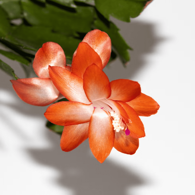 Orange Christmas Cactus